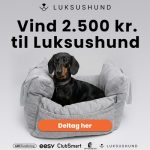 Vind 2.500 kr. til Luksushund